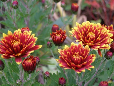 Chrysanthemum 'Etna'